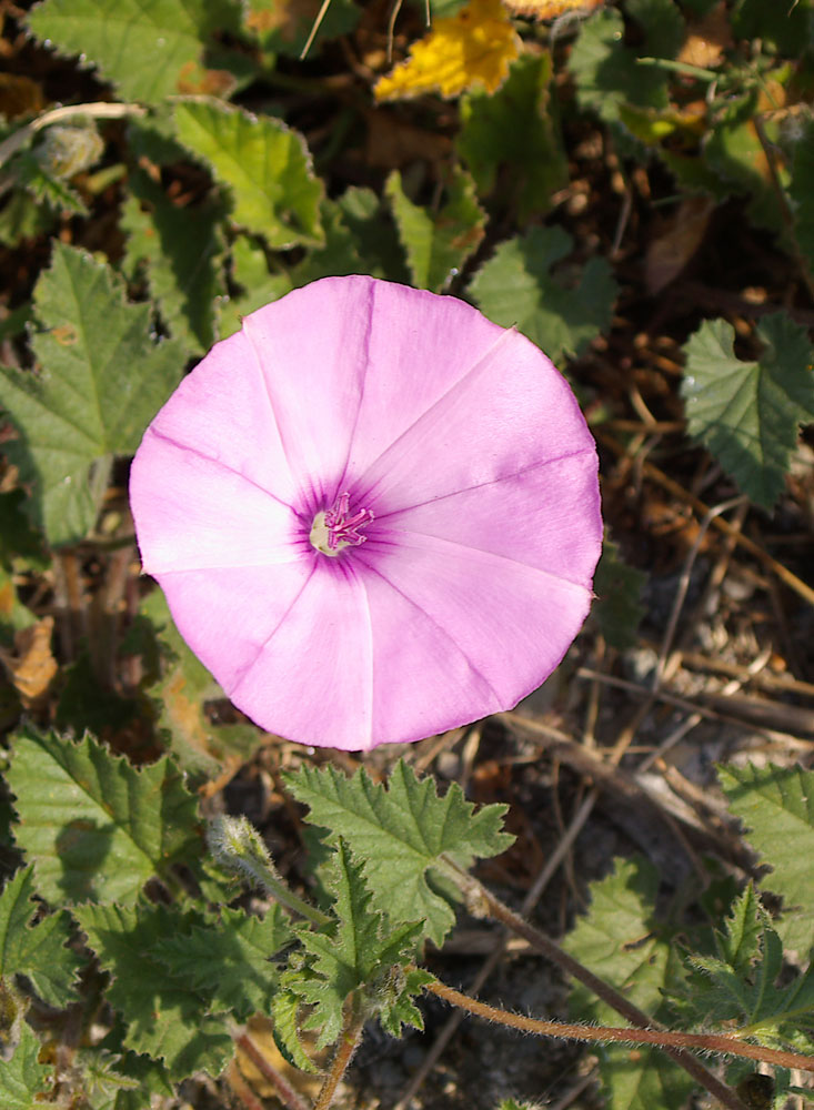 Convolvulus althaeoides / Vilucchio rosso